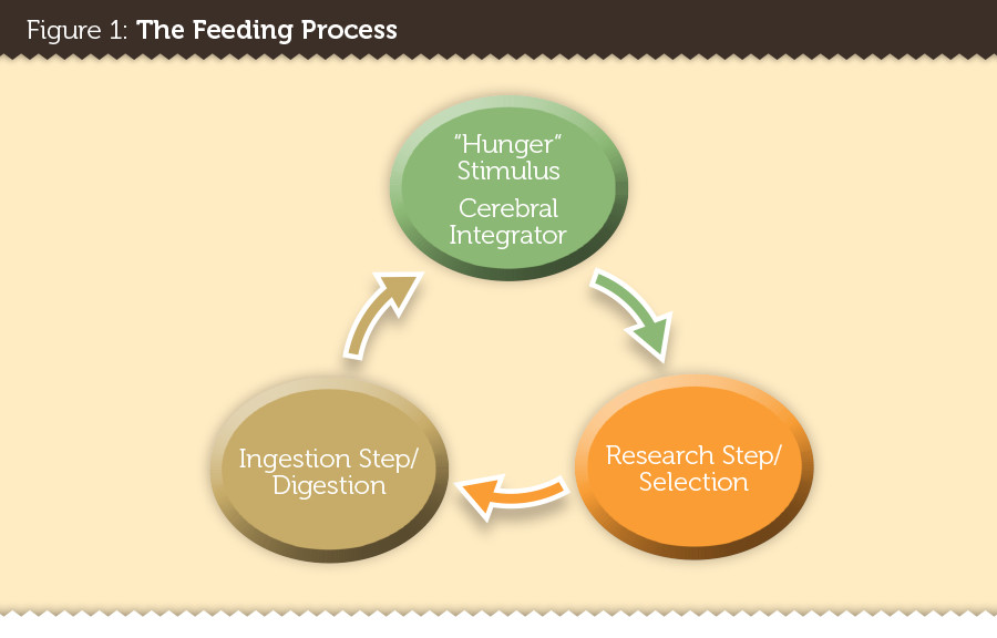 FeedingProcess