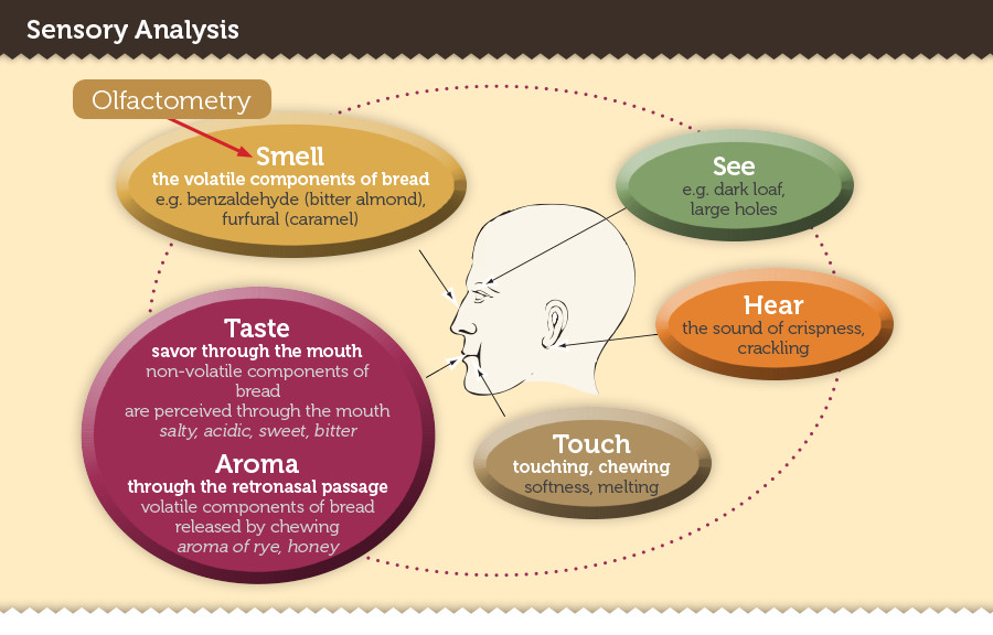 SensoryAnalysisHead