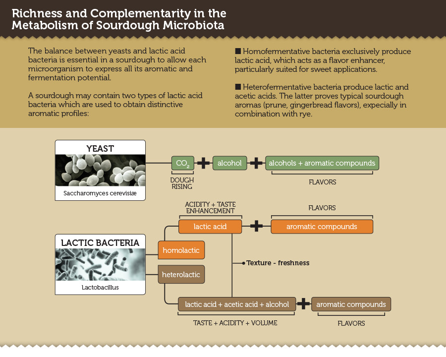 SourDMicrobiota